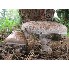 Мицелий Шампиньона парового (Agaricus vaporarius)